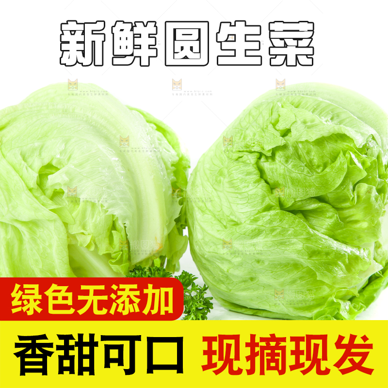 白底上的新鲜生菜