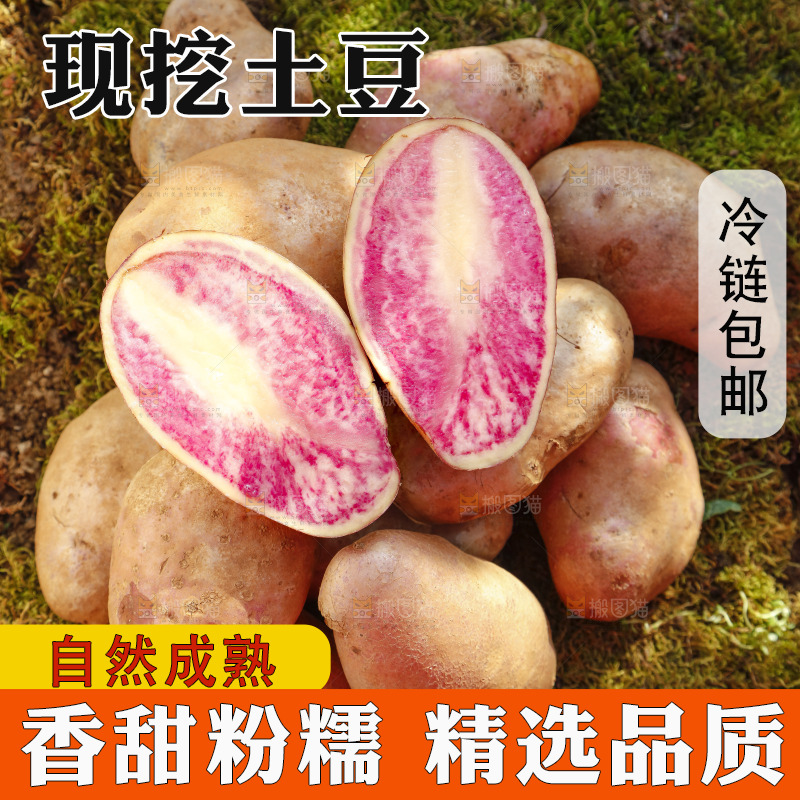 草地上摆放着彩色土豆