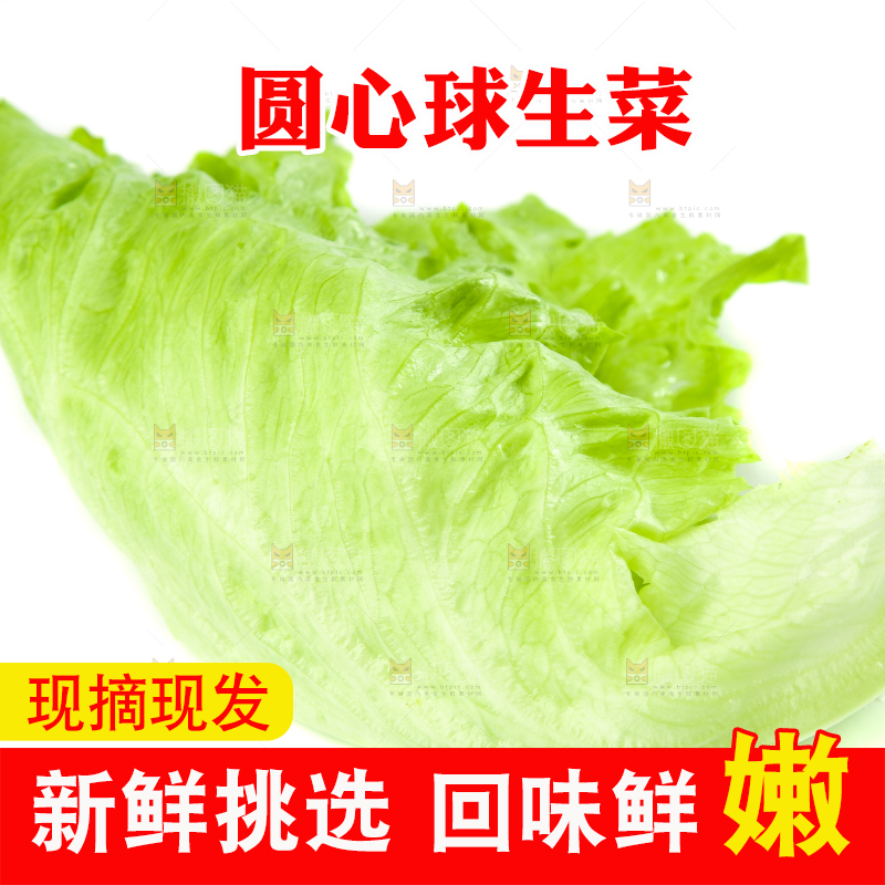 白底上的新鲜生菜