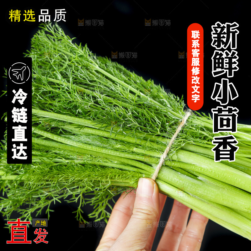 手里拿着小茴香