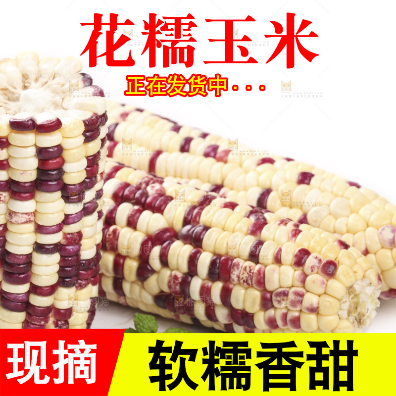 剥皮的花糯玉米放在白底上