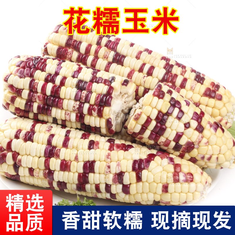 白底上放着一盘糯玉米
