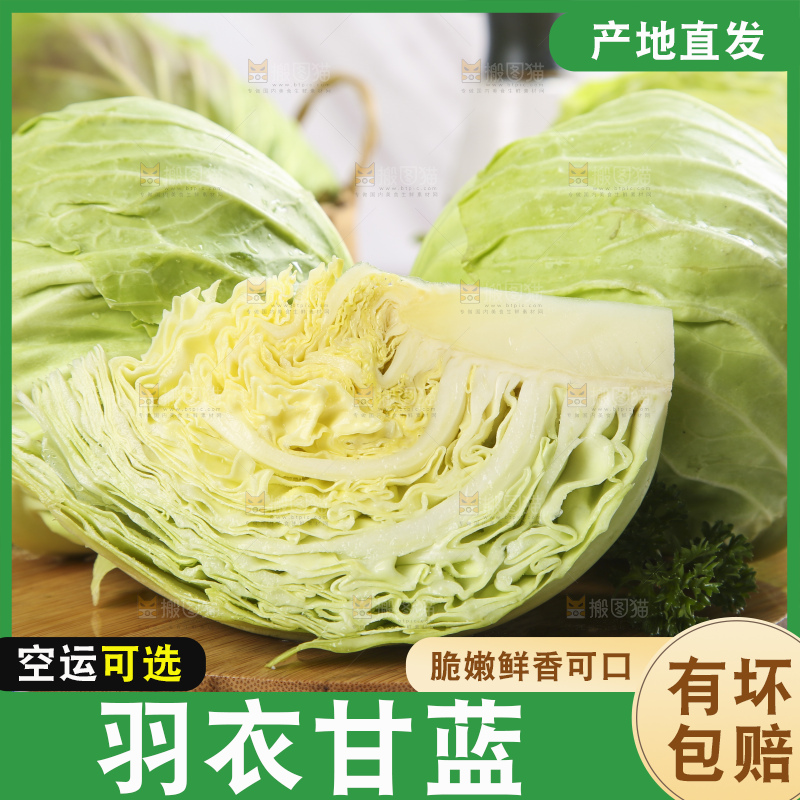 白格子底上的甘蓝包菜