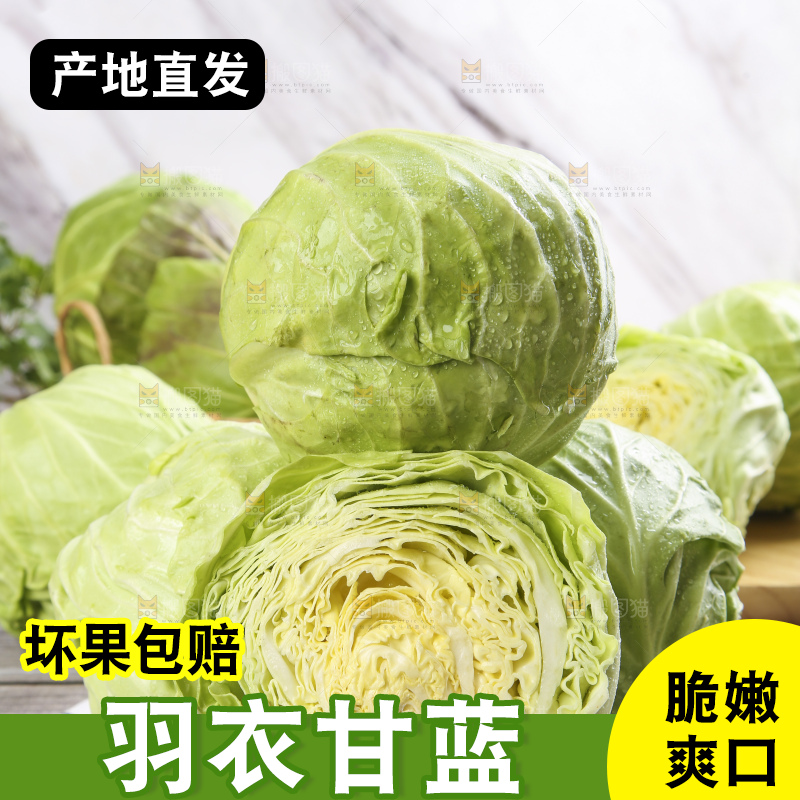 白格子底上的甘蓝包菜