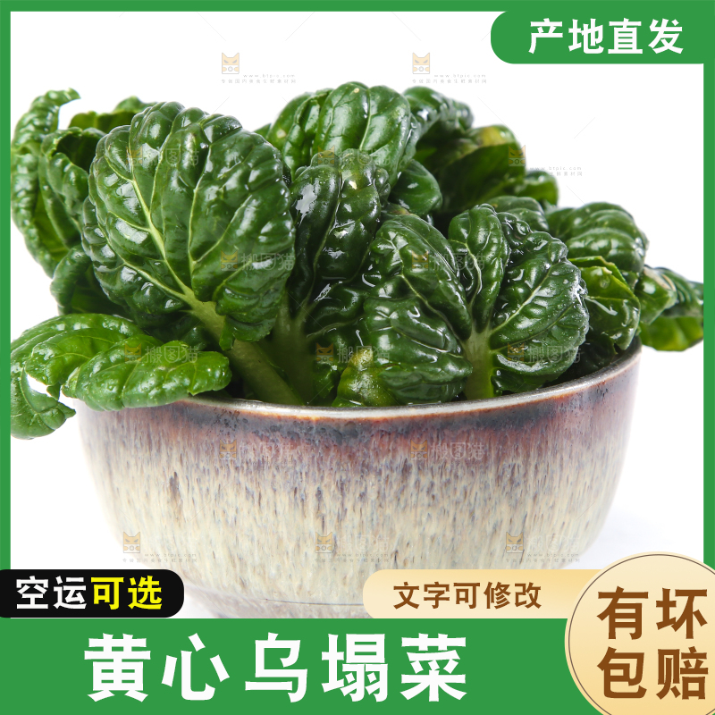 白底上的菊花菜