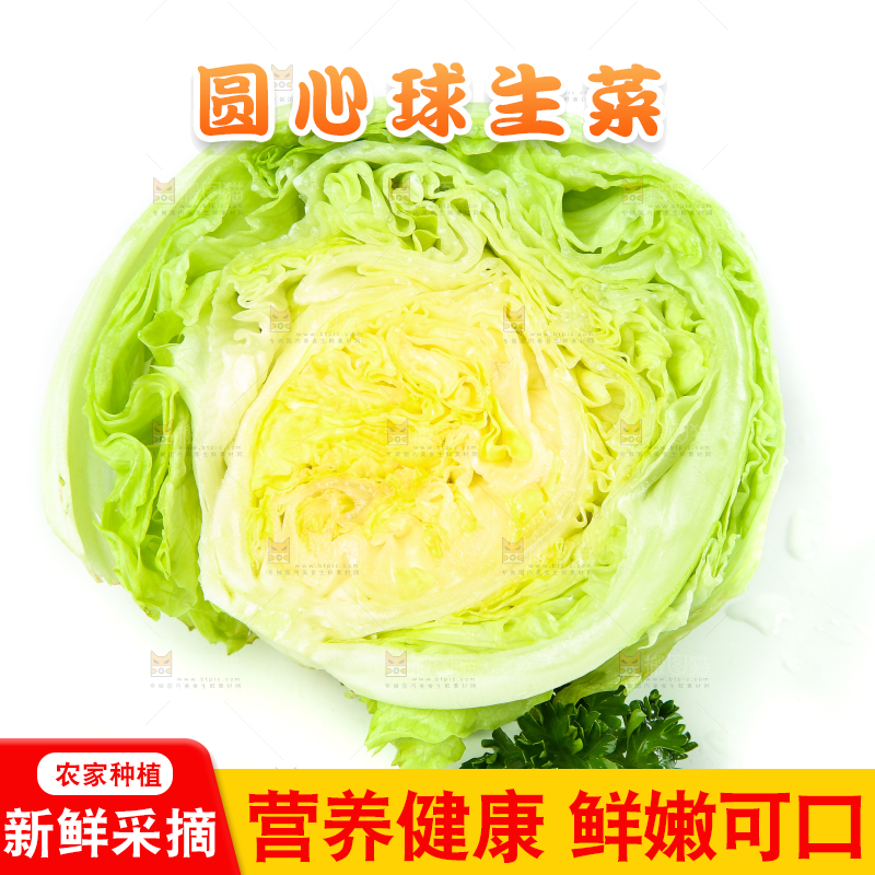 白底上的新鲜生菜