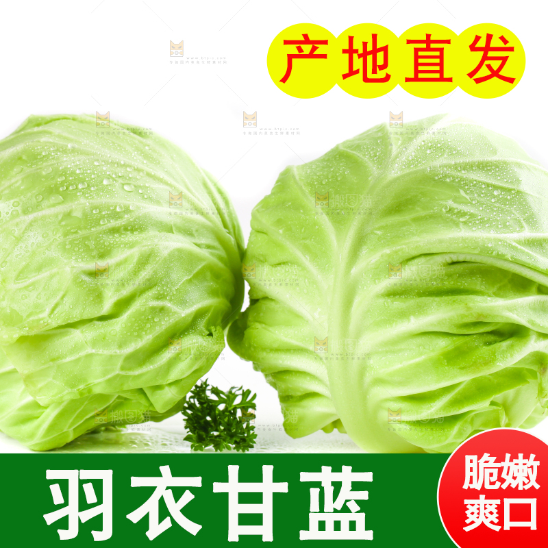 白底上摆放着包菜
