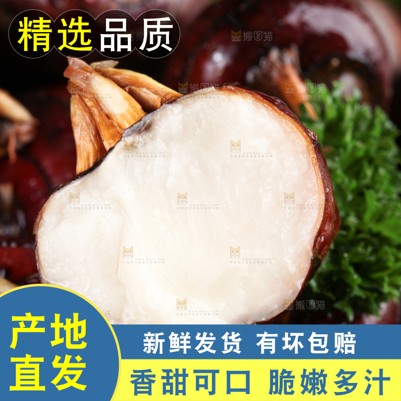 深底上的广西荔浦马蹄