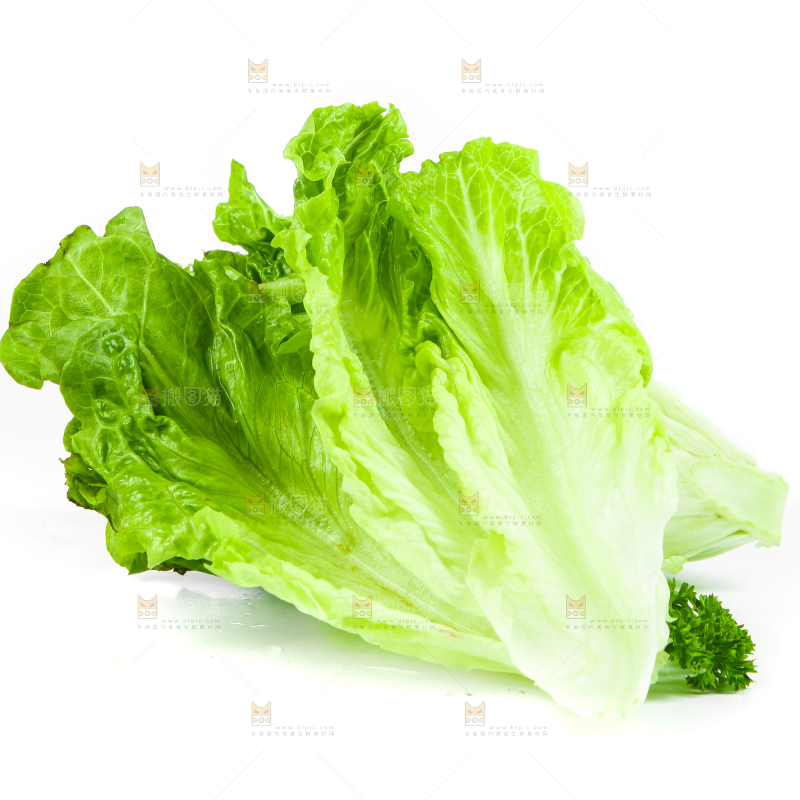 白底上的生菜