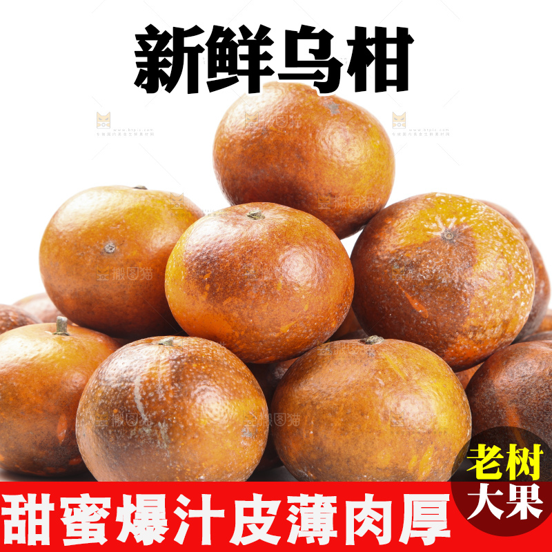 白底上摆放着乌柑