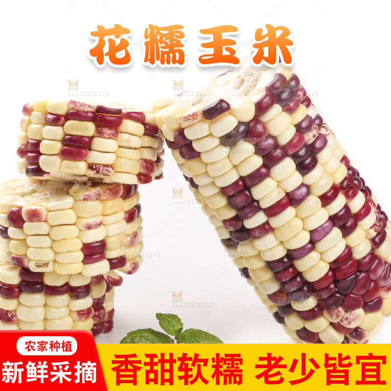 切开的花糯玉米放在白底上
