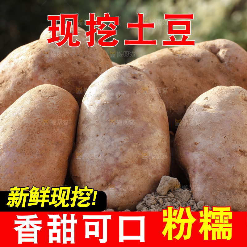 沙地里的彩色土豆