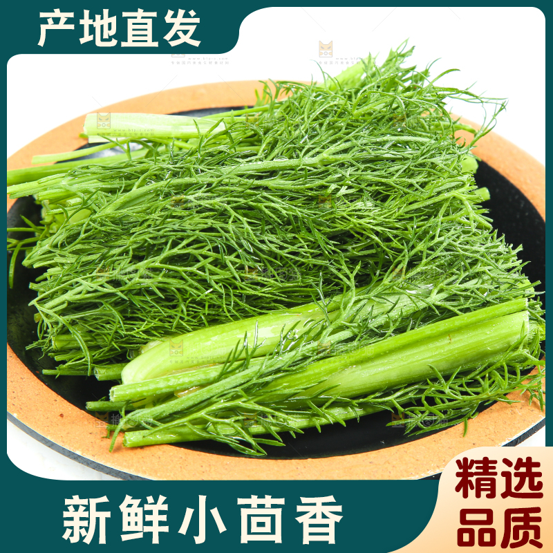 白底上放着小茴香