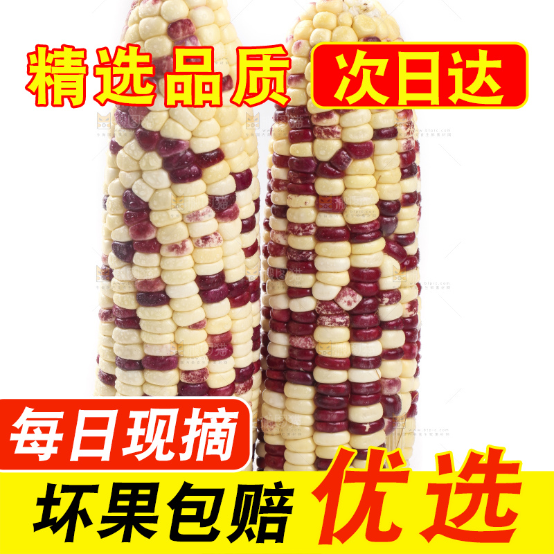 剥皮的花糯玉米放在白底上