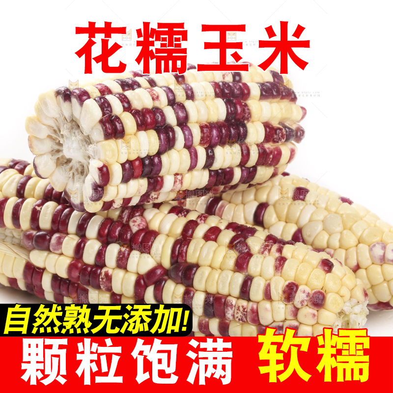 剥皮的花糯玉米放在白底上