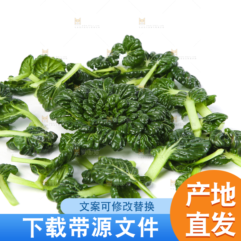 白底上的菊花菜