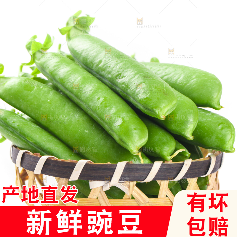一筐新鲜豌豆放在白底上