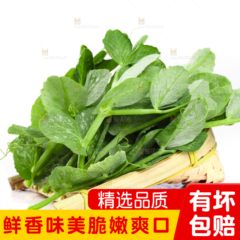 白底上摆放着新鲜豌豆苗