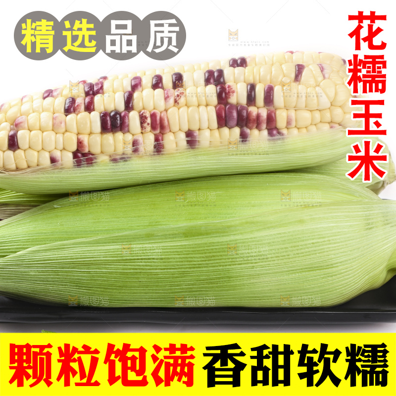 白底上放着一盘糯玉米