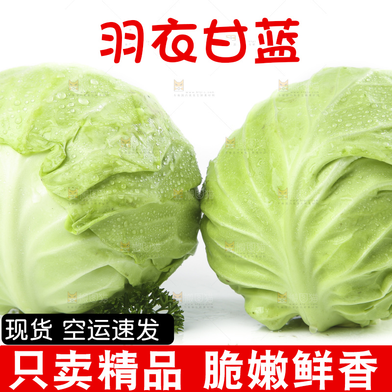 白底上摆放着包菜