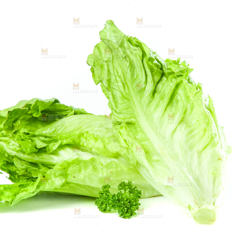 白底上的生菜