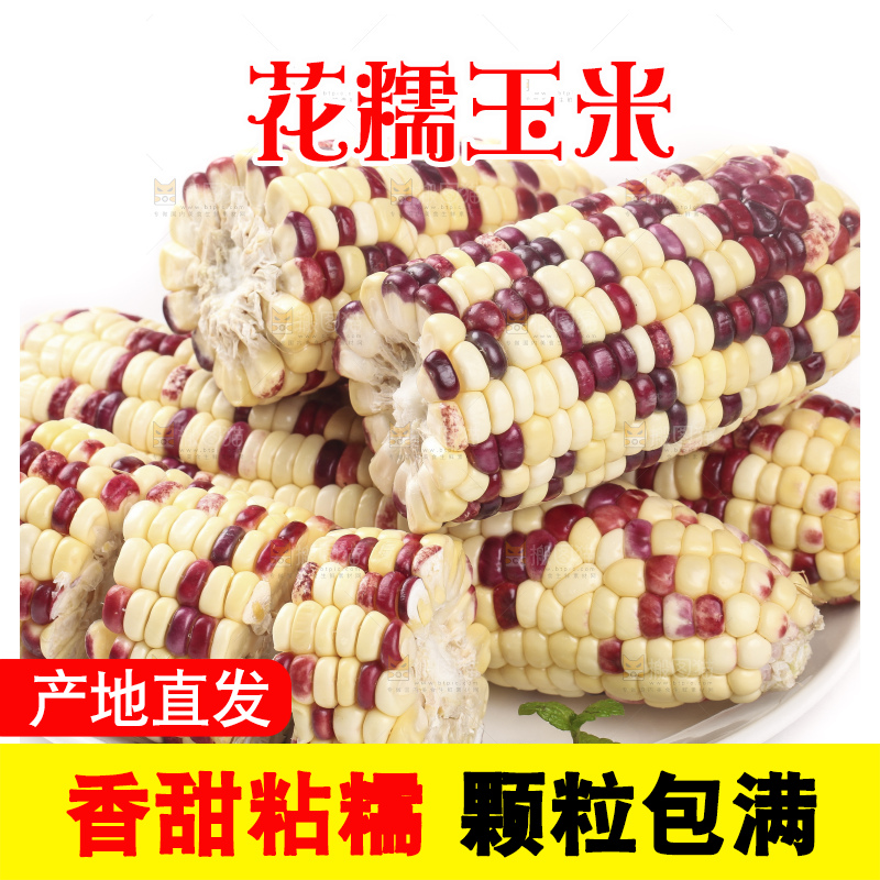白底上放着一盘糯玉米