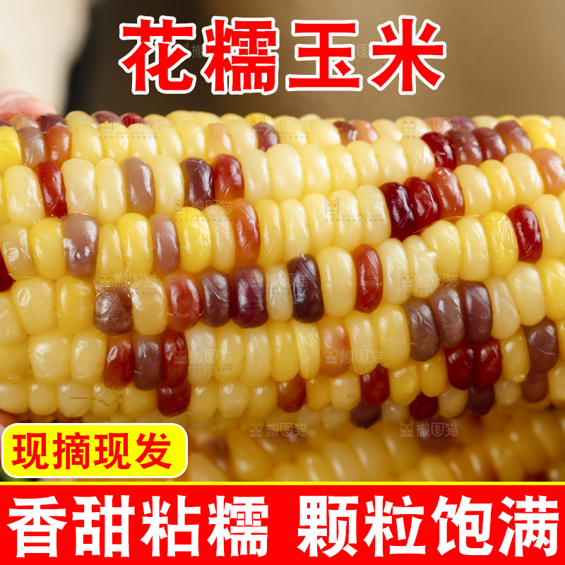 手拿熟糯玉米