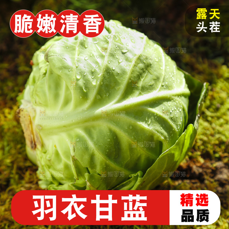 草地上放着绿甘蓝