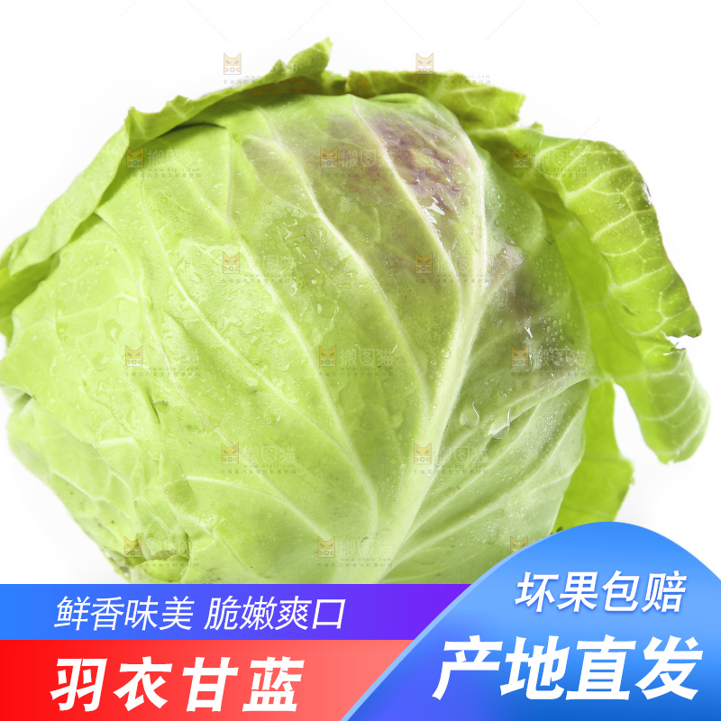 白底上的甘蓝包菜