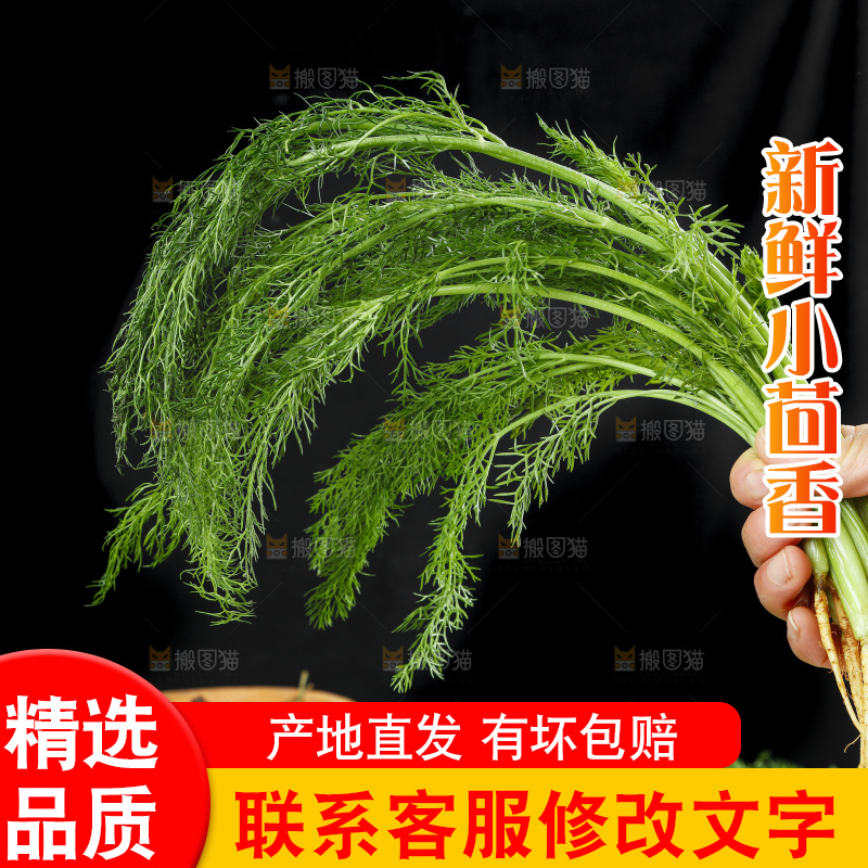 手里拿着小茴香