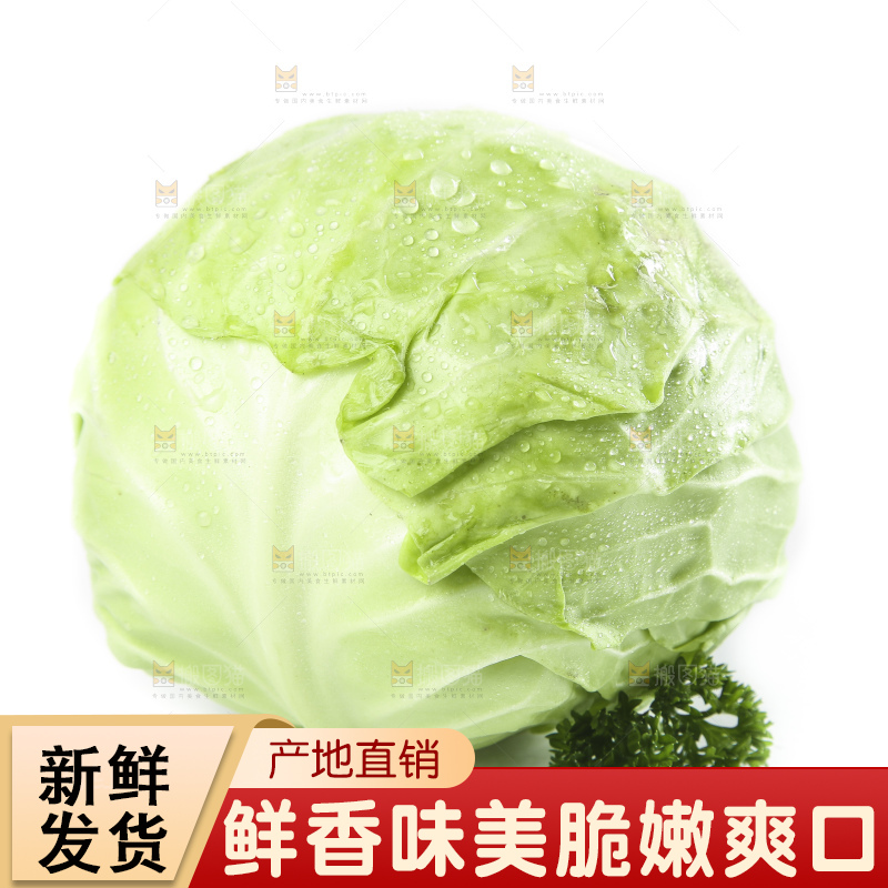 白底上摆放着包菜