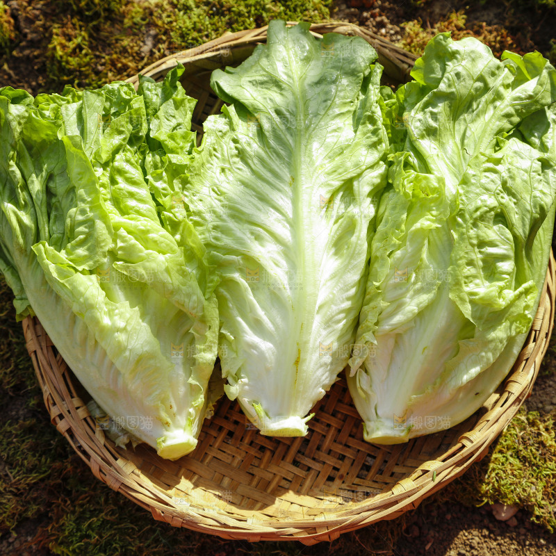 篮子里的奶油生菜
