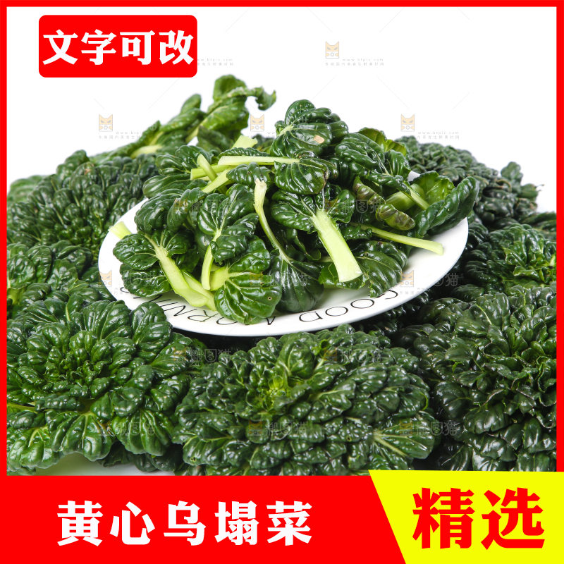 白底上的菊花菜