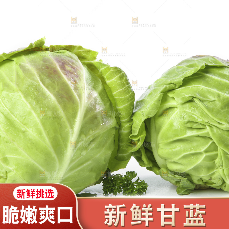 白底上的甘蓝包菜
