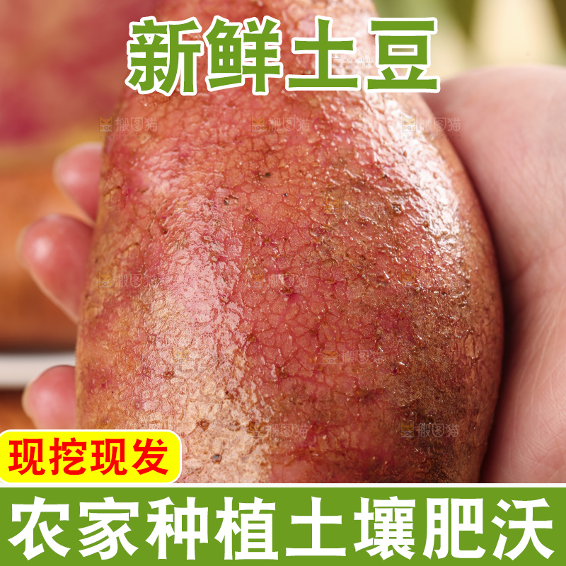手里拿着彩色土豆