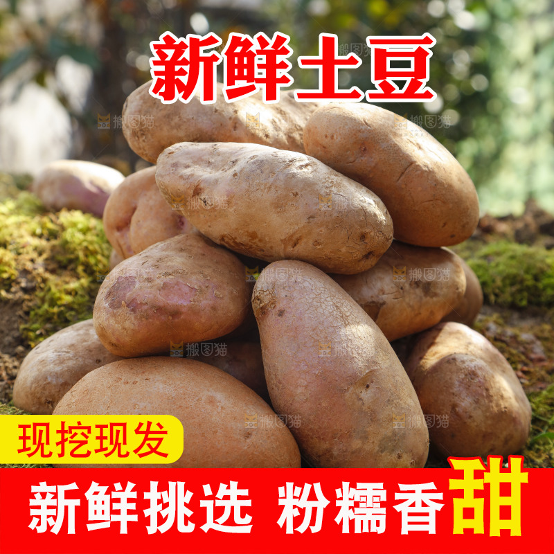 草地上摆放着彩色土豆