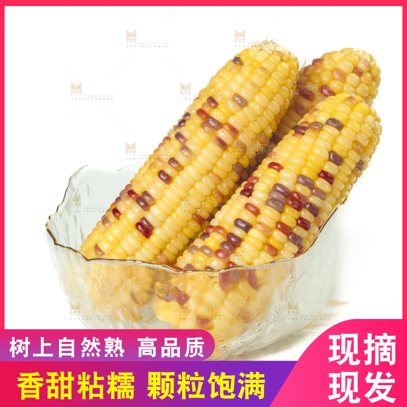 白底上放着一碗蒸熟的花糯玉米