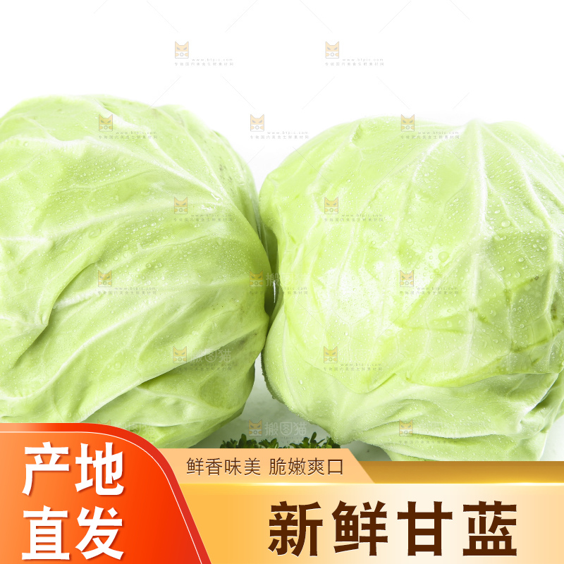 白底上的甘蓝包菜