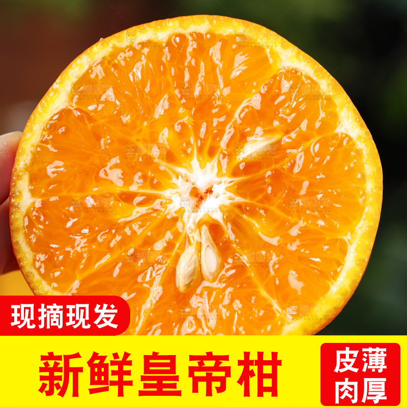 手拿切开的皇帝柑