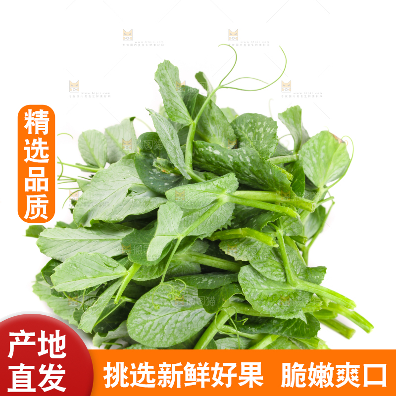 白底上摆放着新鲜豌豆苗
