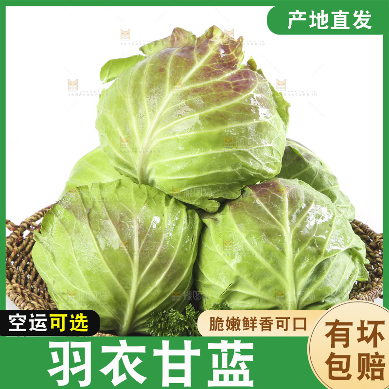 篮子里装着洋白菜