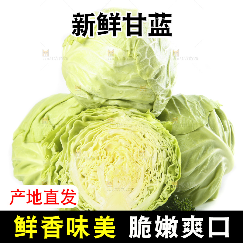 白底上的甘蓝包菜