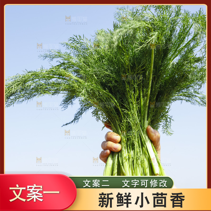手里拿着小茴香