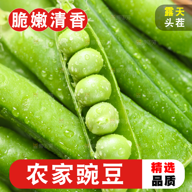 木底上的云南豌豆