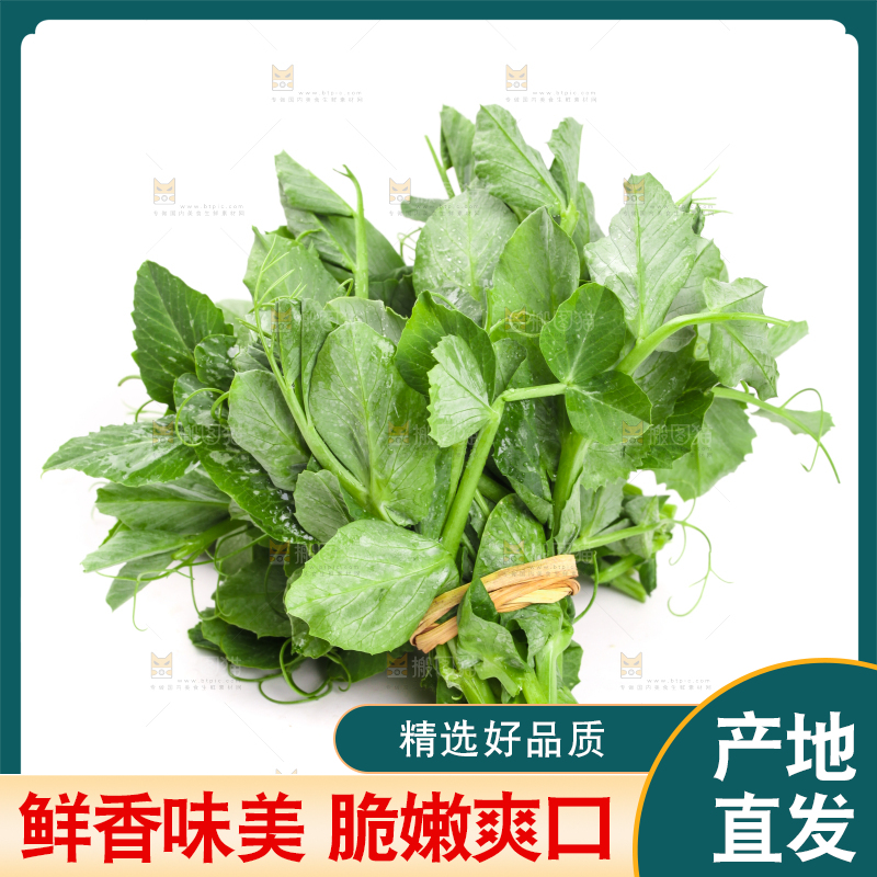 白底上摆放着新鲜豌豆苗