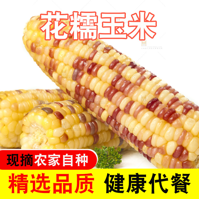 蒸熟的花糯玉米放在白底上