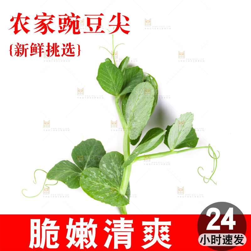 白底上摆放着新鲜豌豆苗