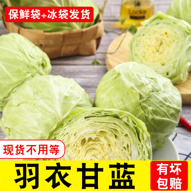 白格子底上的甘蓝包菜