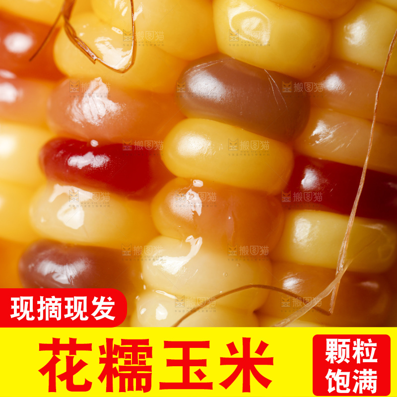 木底上的湖北花糯玉米