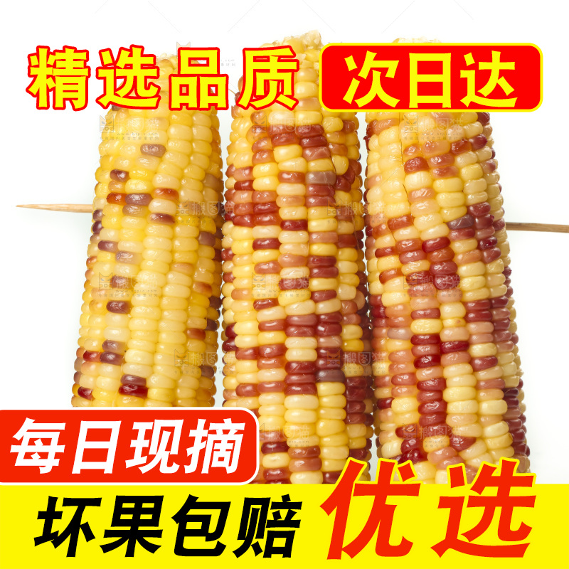 蒸熟的花糯玉米放在白底上